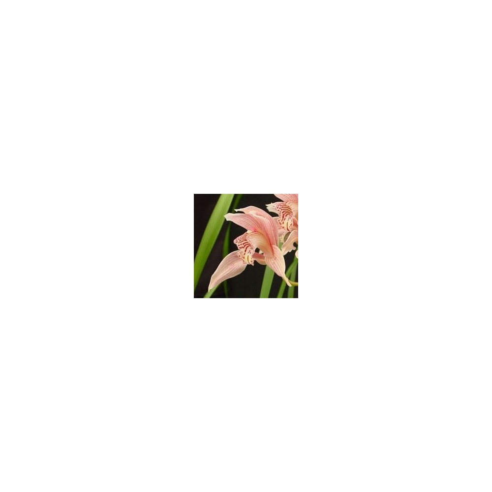 Cymbidium Forster Alcock