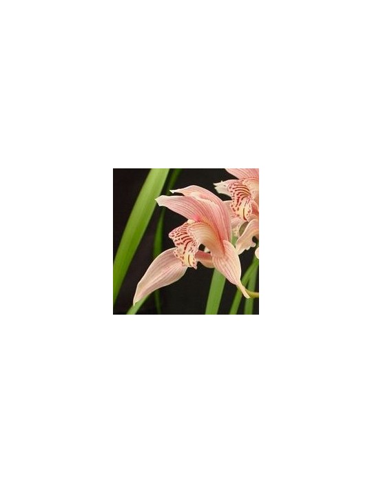 Cymbidium Forster Alcock