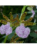 Zygopetalum maculatum