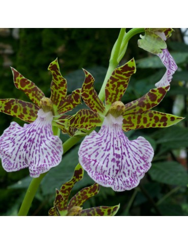 Zygopetalum maculatum en sphaigne