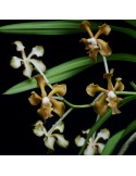 Vanda concolor