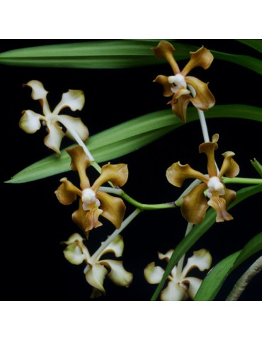 Vanda concolor 2