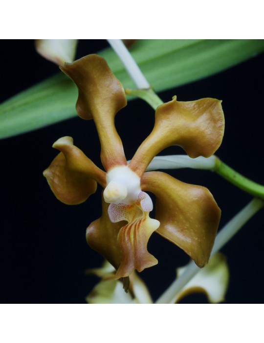 Vanda concolor Vanda concolor