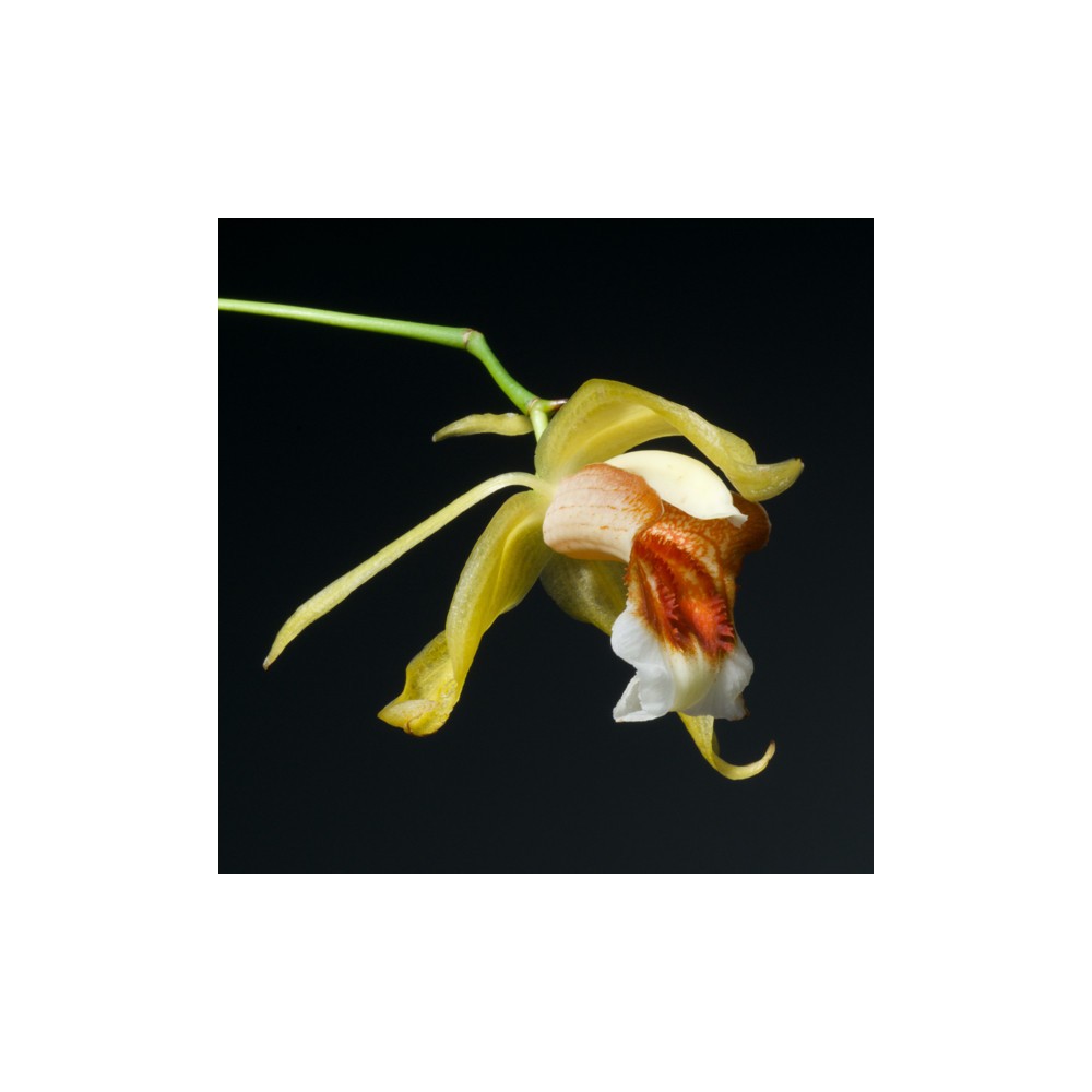 Coelogyne Taïcia Coelogyne Taïcia