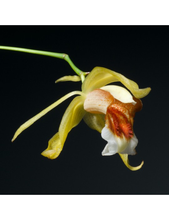 Coelogyne Taïcia Coelogyne Taïcia