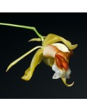 Coelogyne Taïcia