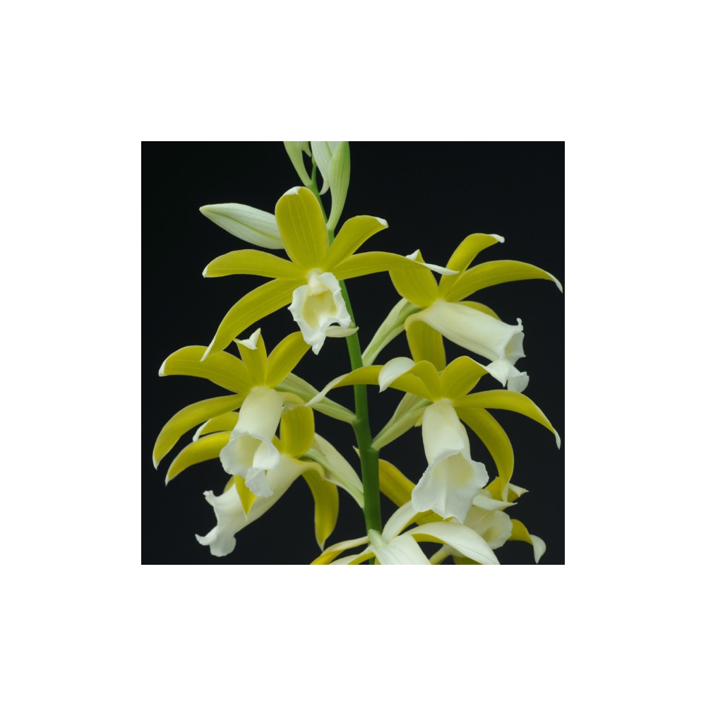 Phaius tankervillae var alba