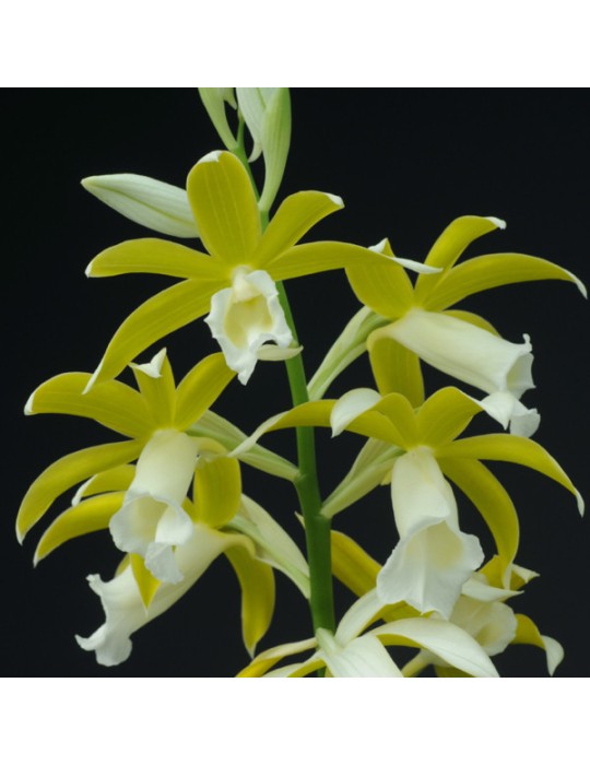 Phaius tankervillae var alba