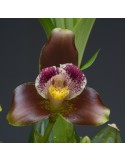 Lycaste xanthocheila