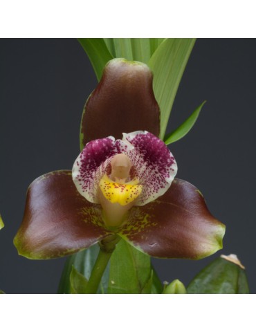 Lycaste xanthocheila