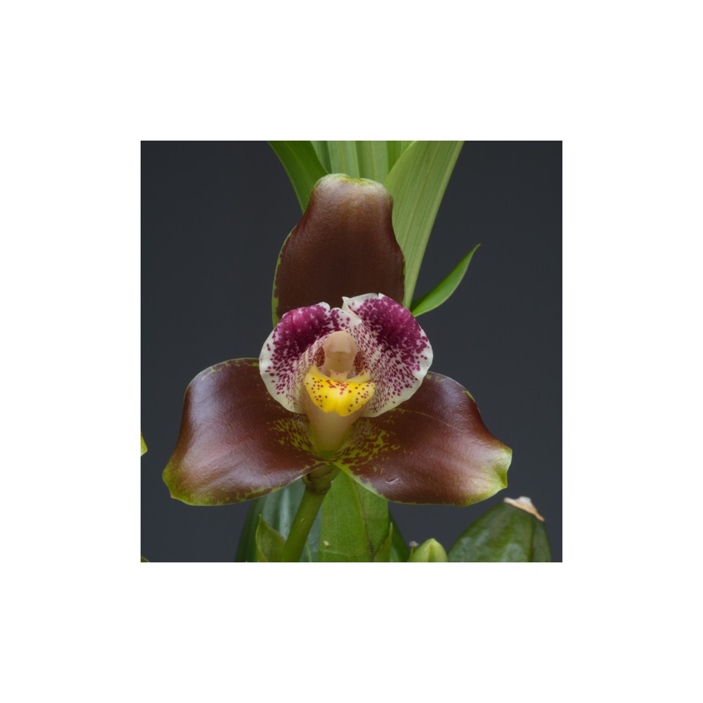 Lycaste xanthocheila