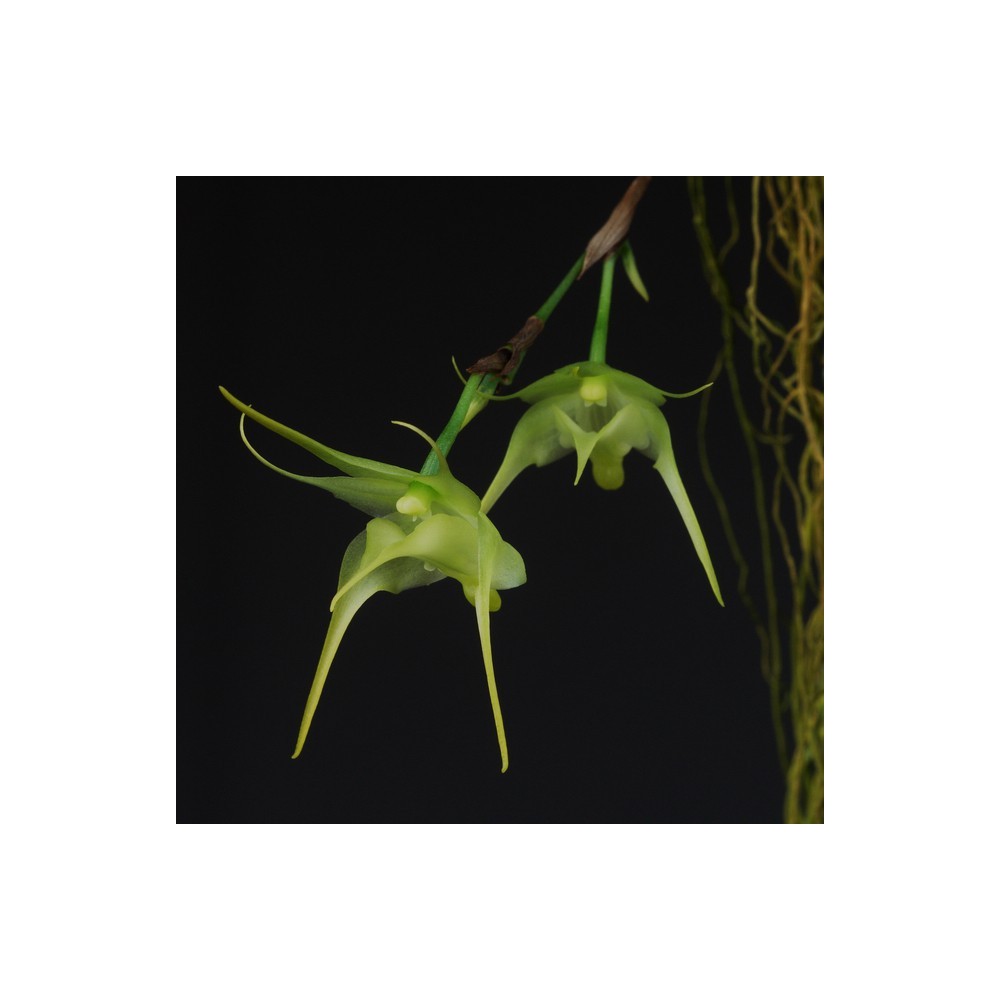 Aeranthes arachnites