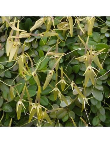 Barbosella cogniauxiana en sphaigne