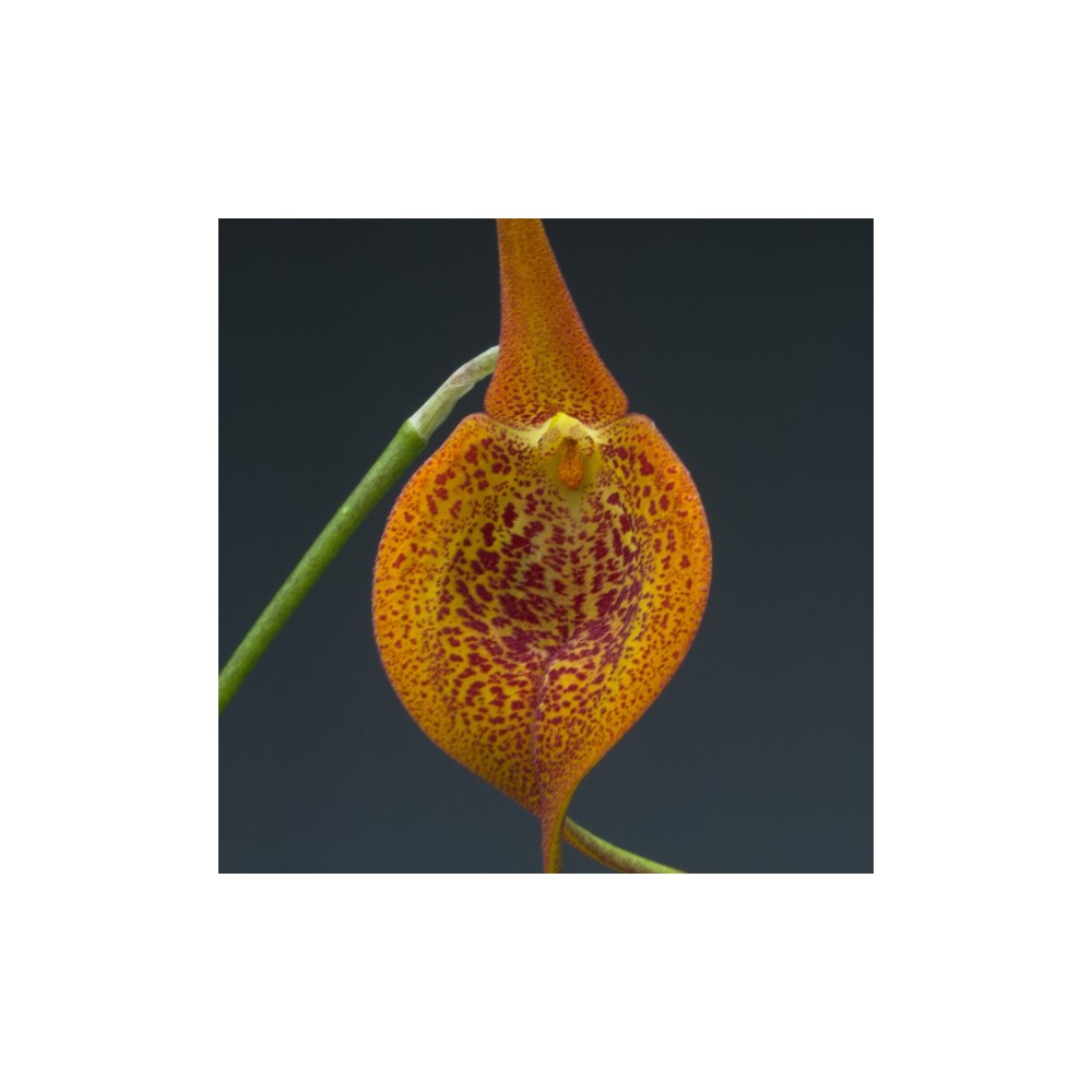 Masdevallia regina en sphaigne