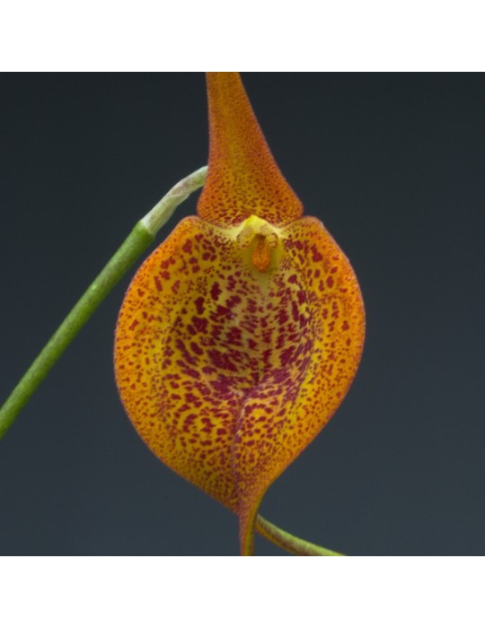 Masdevallia regina Masdevallia regina