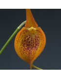 Masdevallia regina en sphaigne