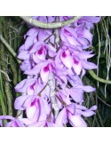 Dendrobium Nestor