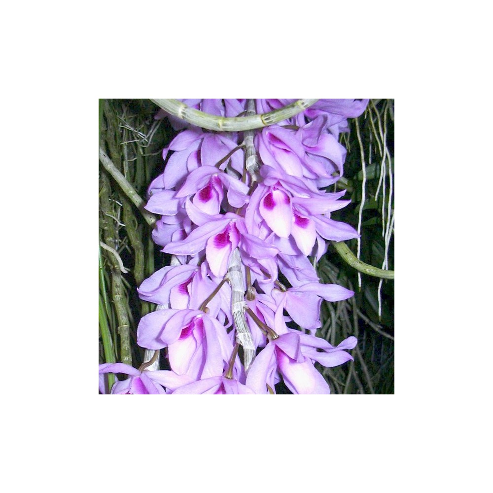 Dendrobium Nestor