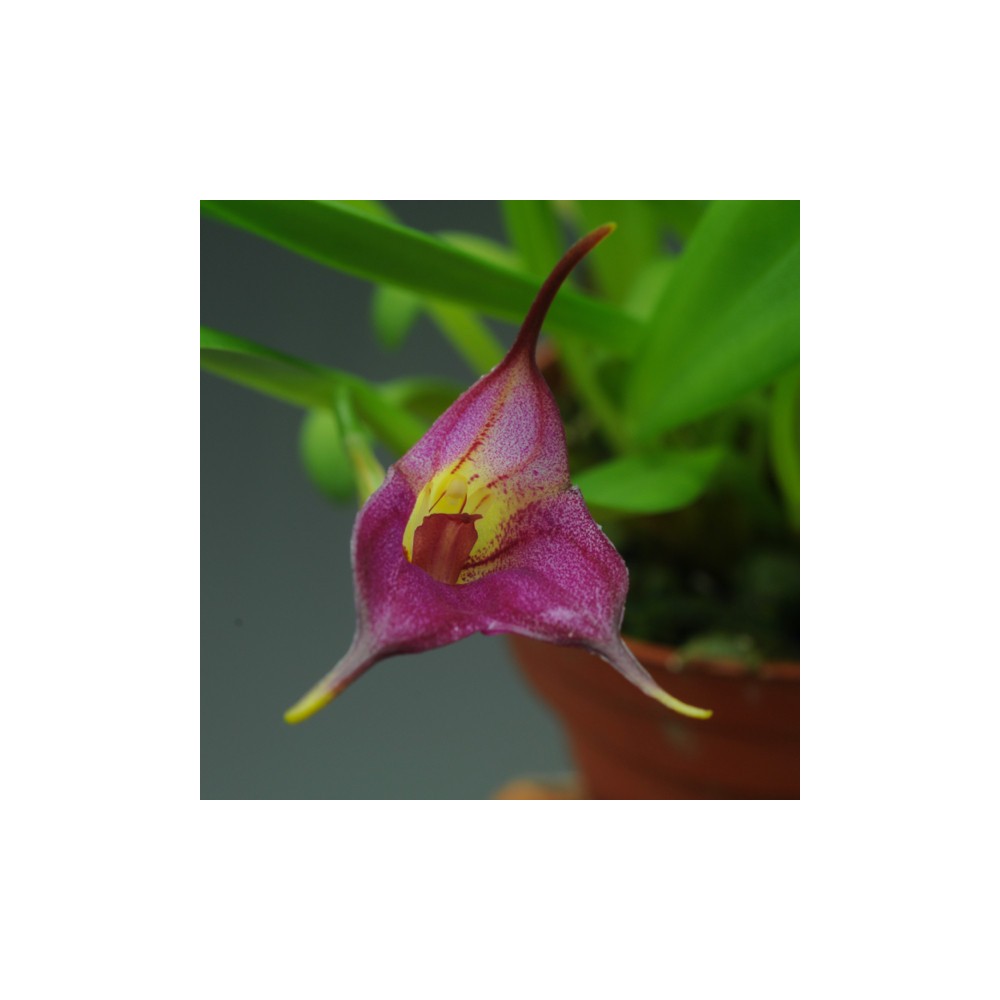 Masdevallia Harlequin x uniflora
