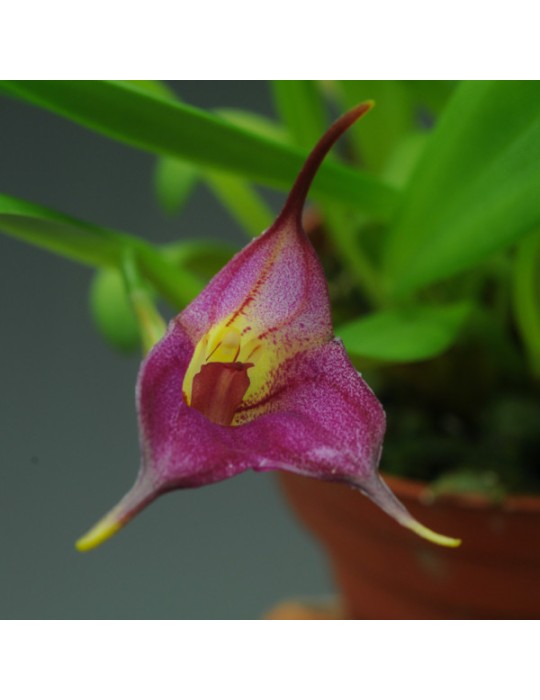 Masdevallia Harlequin x uniflora