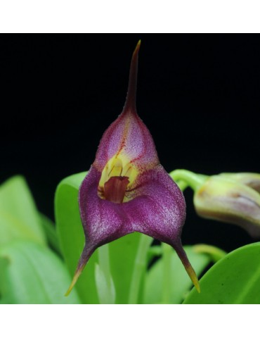 Masdevallia Harlequin x uniflora 2