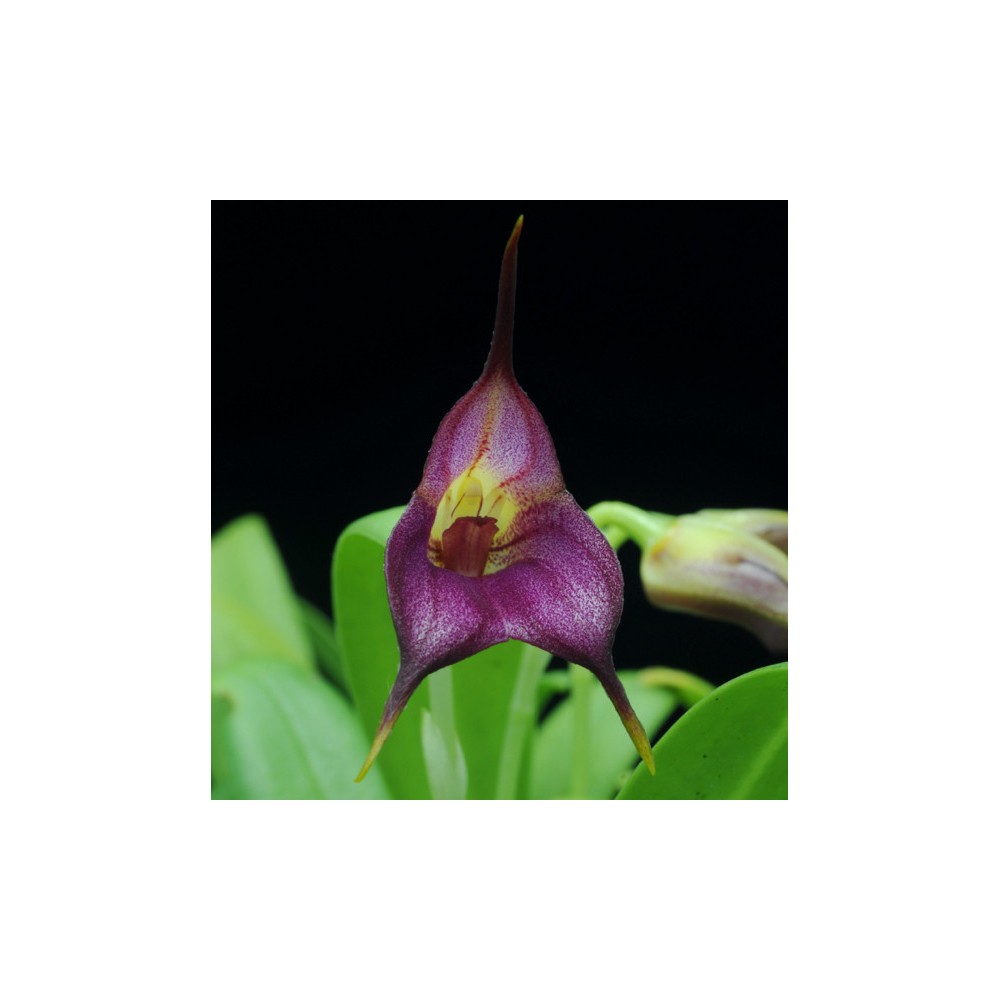 Masdevallia Harlequin x uniflora