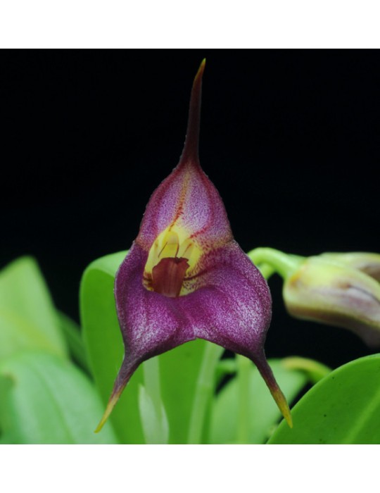 Masdevallia Harlequin x uniflora