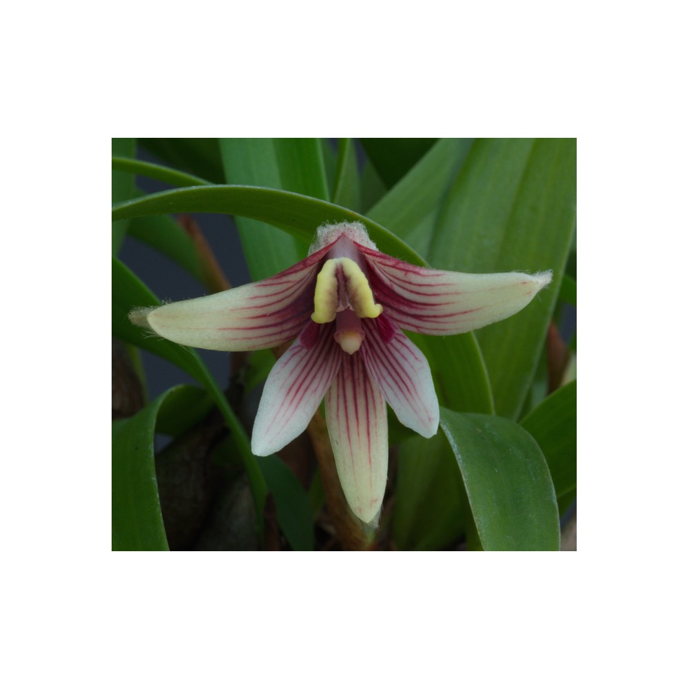 Eria thao sur plaque