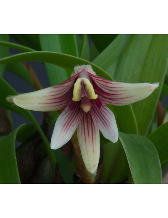 Eria thao sur plaque