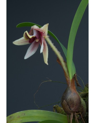 Eria thao sur plaque 2