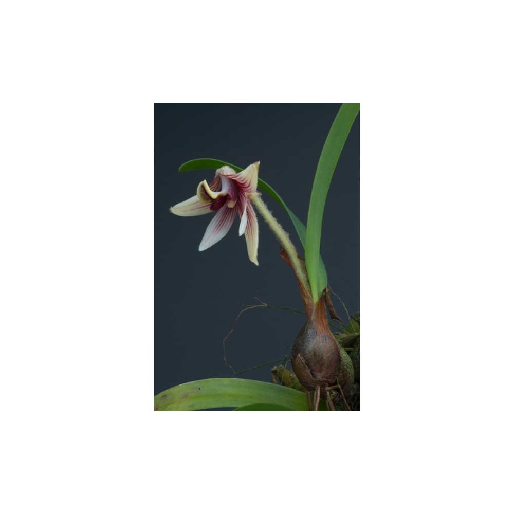 Eria thao sur plaque