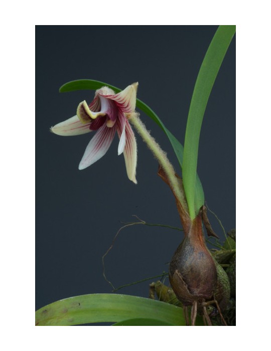 Eria thao sur plaque