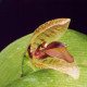 Pleurothallis carpinterae