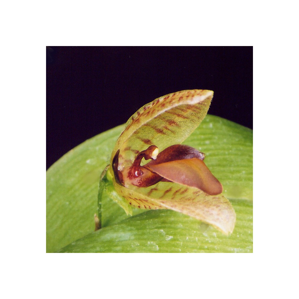 Pleurothallis carpinterae