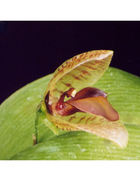 Pleurothallis carpinterae