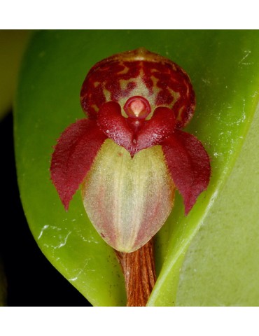 Pleurothallis cobriformis en sphaigne