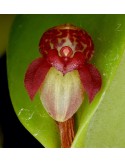 Pleurothallis cobriformis en sphaigne