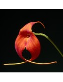 Masdevallia Urubamba