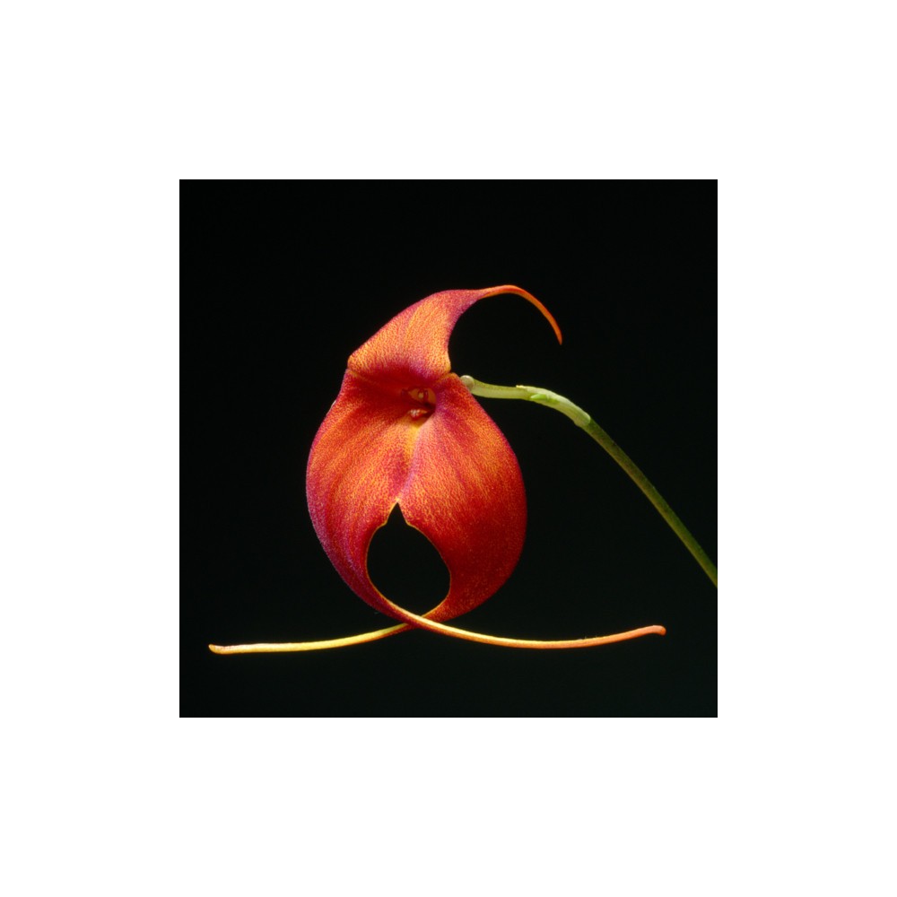 Masdevallia Urubamba