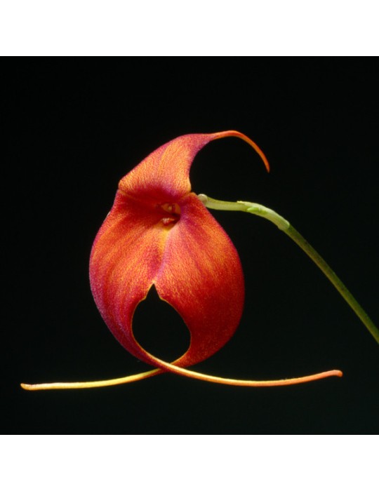 Masdevallia Urubamba