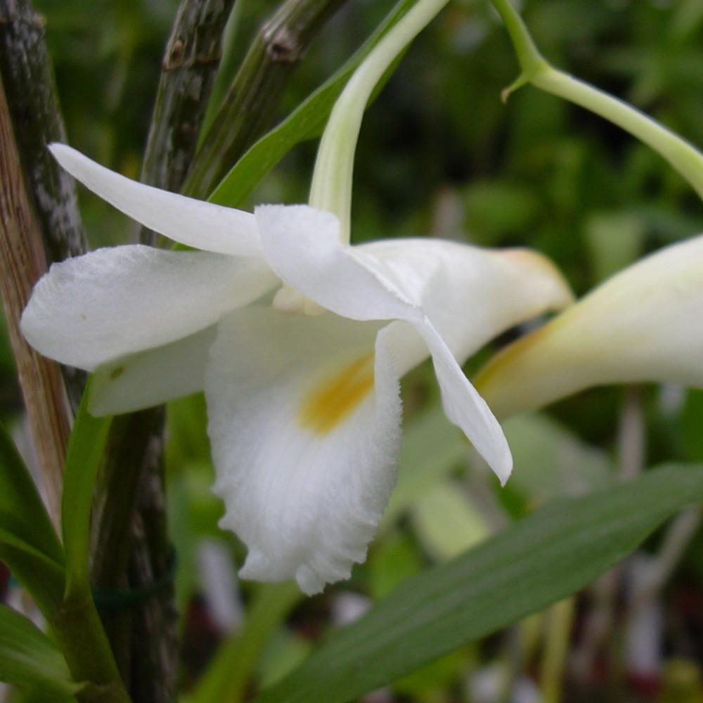 Dendrobium arcuatum