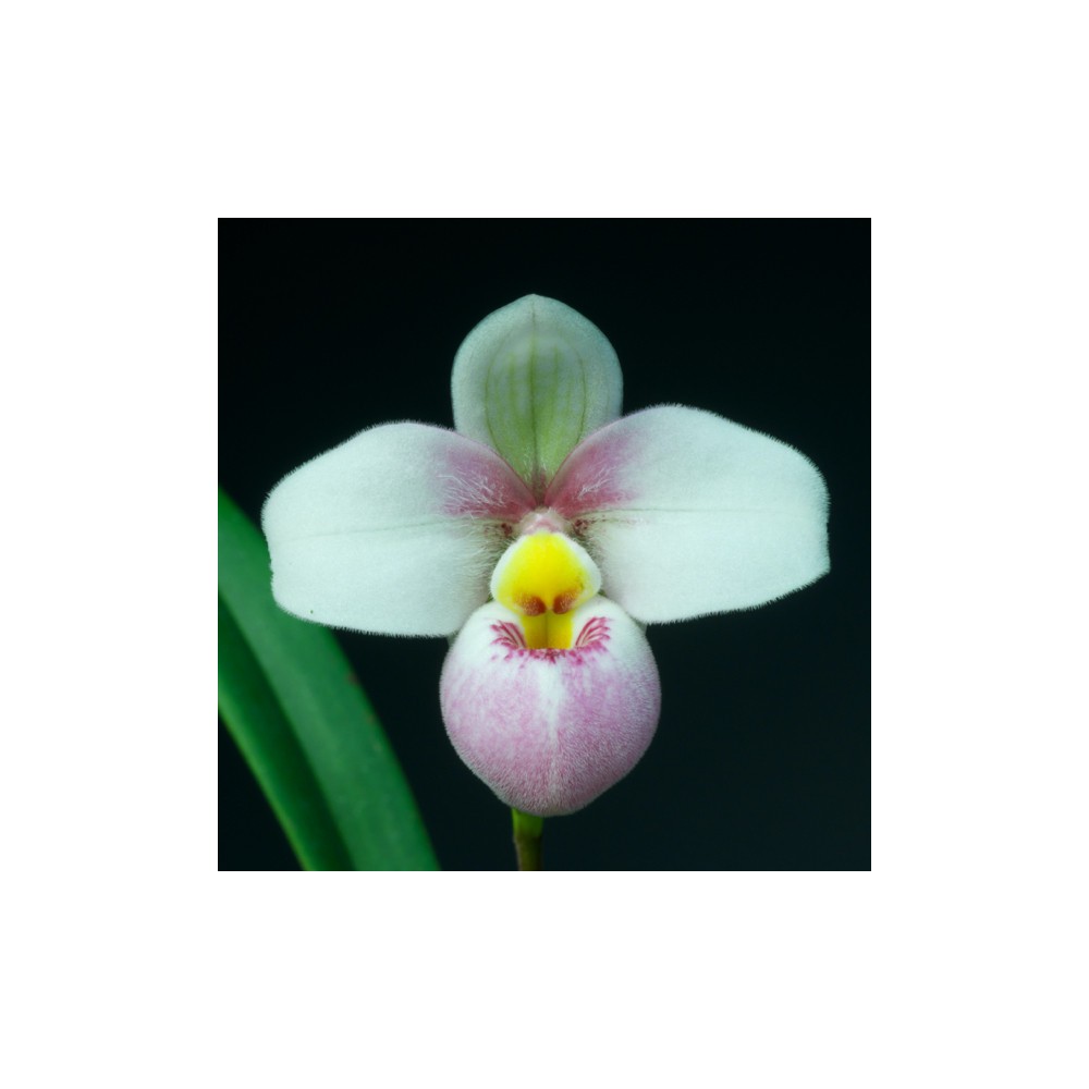 Phragmipedium schlimii