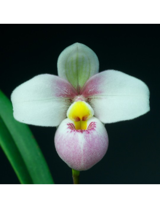 Phragmipedium schlimii Phragmipedium schlimii