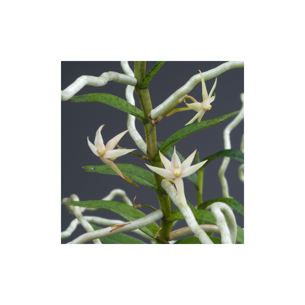 Angraecum erectum Angraecum erectum
