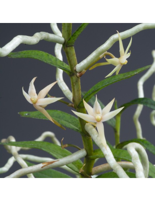 Angraecum erectum Angraecum erectum