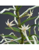 Angraecum erectum
