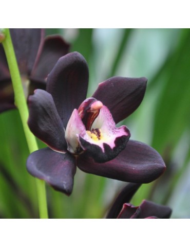 Cymbidium Kiwi Midnight