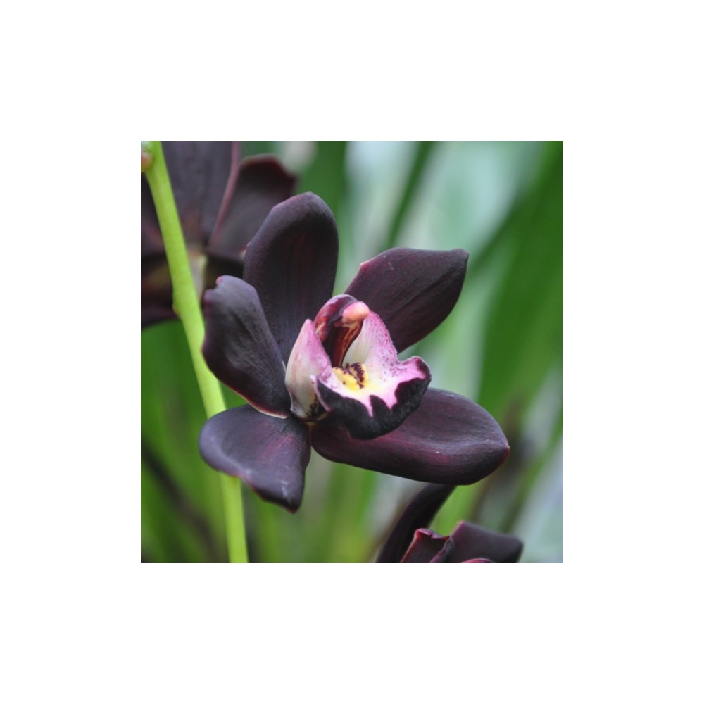 Cymbidium Kiwi Midnight