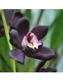 Cymbidium Kiwi Midnight