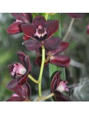 Cymbidium Kiwi Midnight